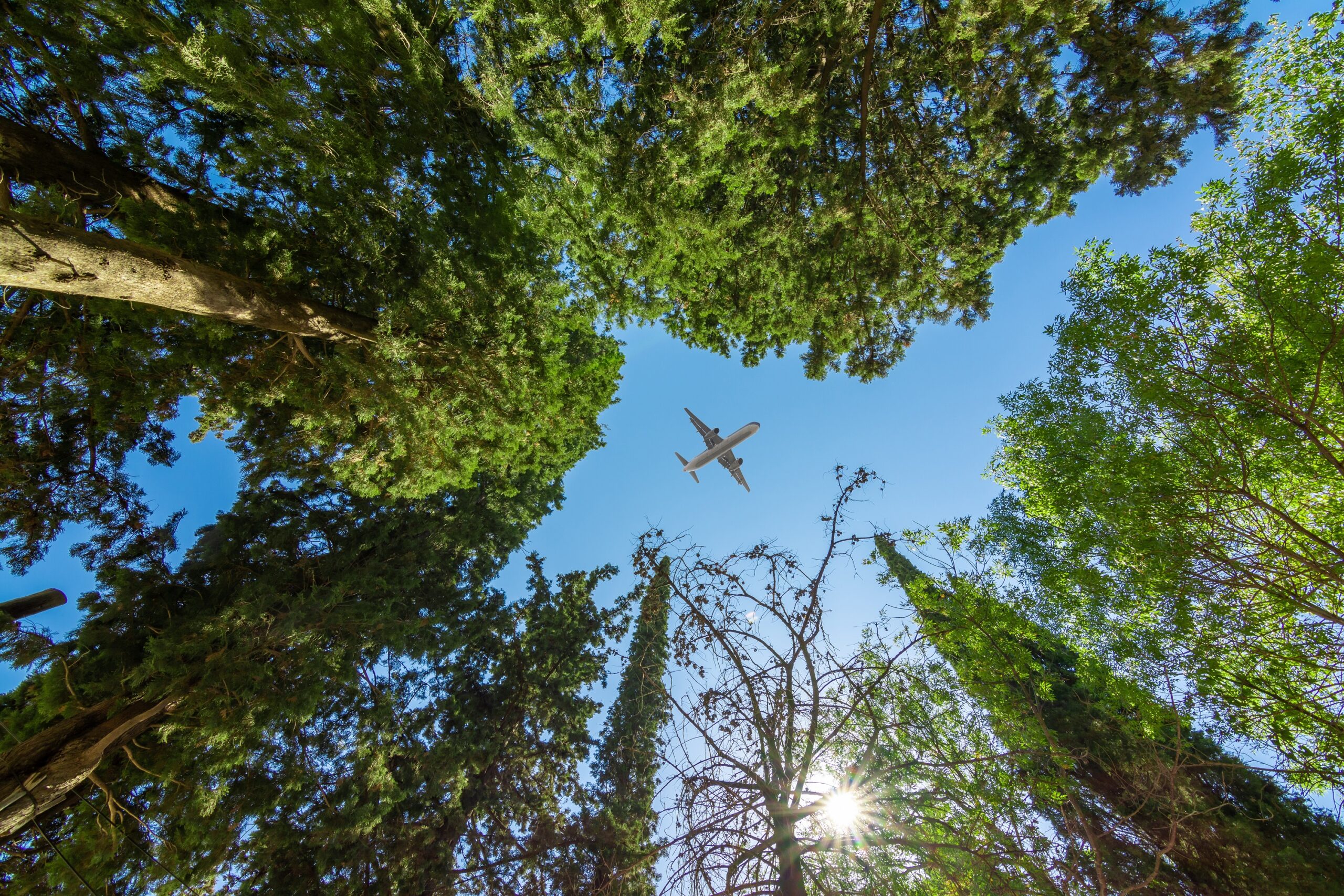 Airplane flying above the forest, bottom view